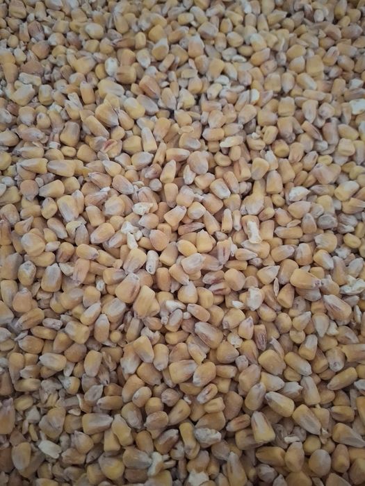 Kukurydza sucha workowana