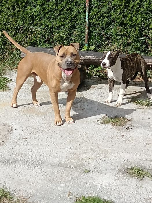 Amstaff szuka domu