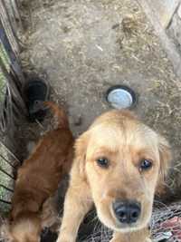 Suczka cockerspaniel i golden retriver