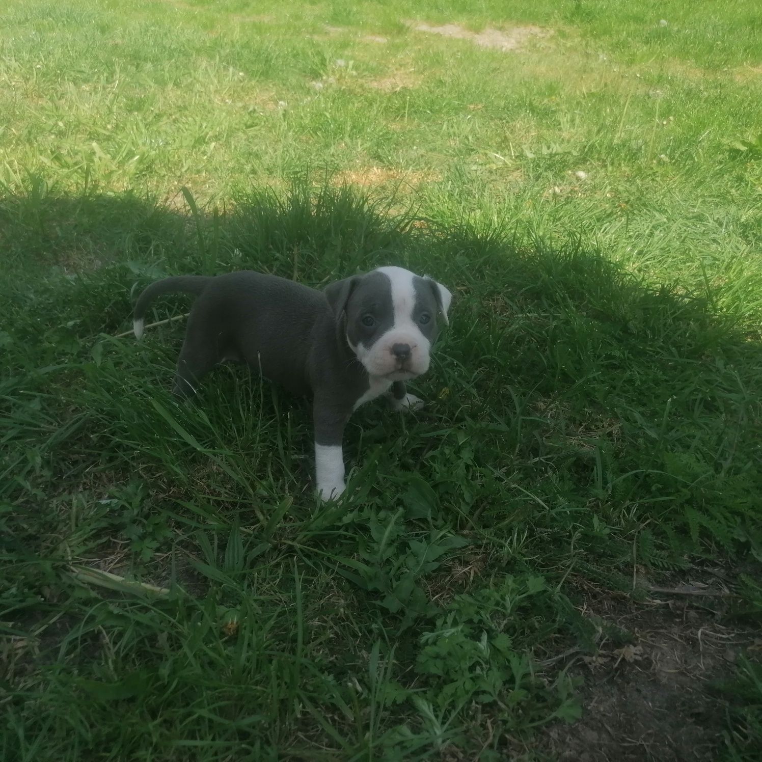 American staffordshire terrier-blue