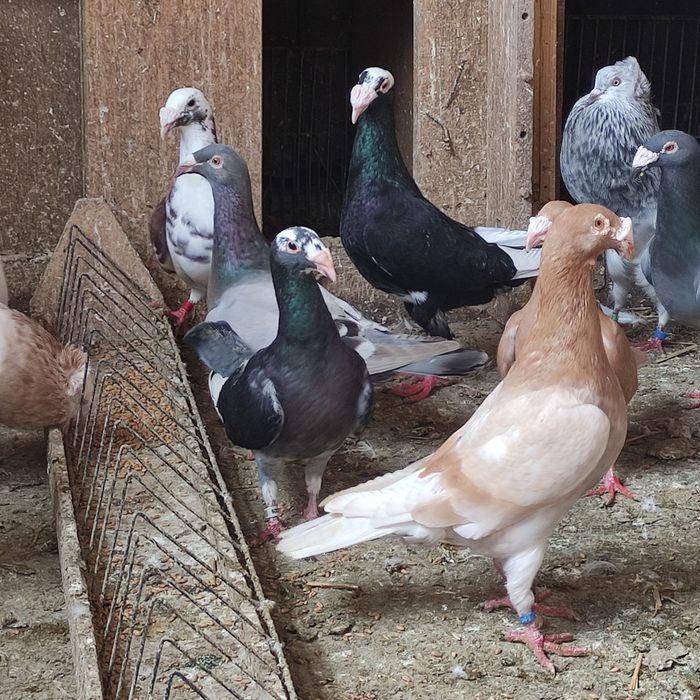 Gołębie staropolskie i rzeszowskie