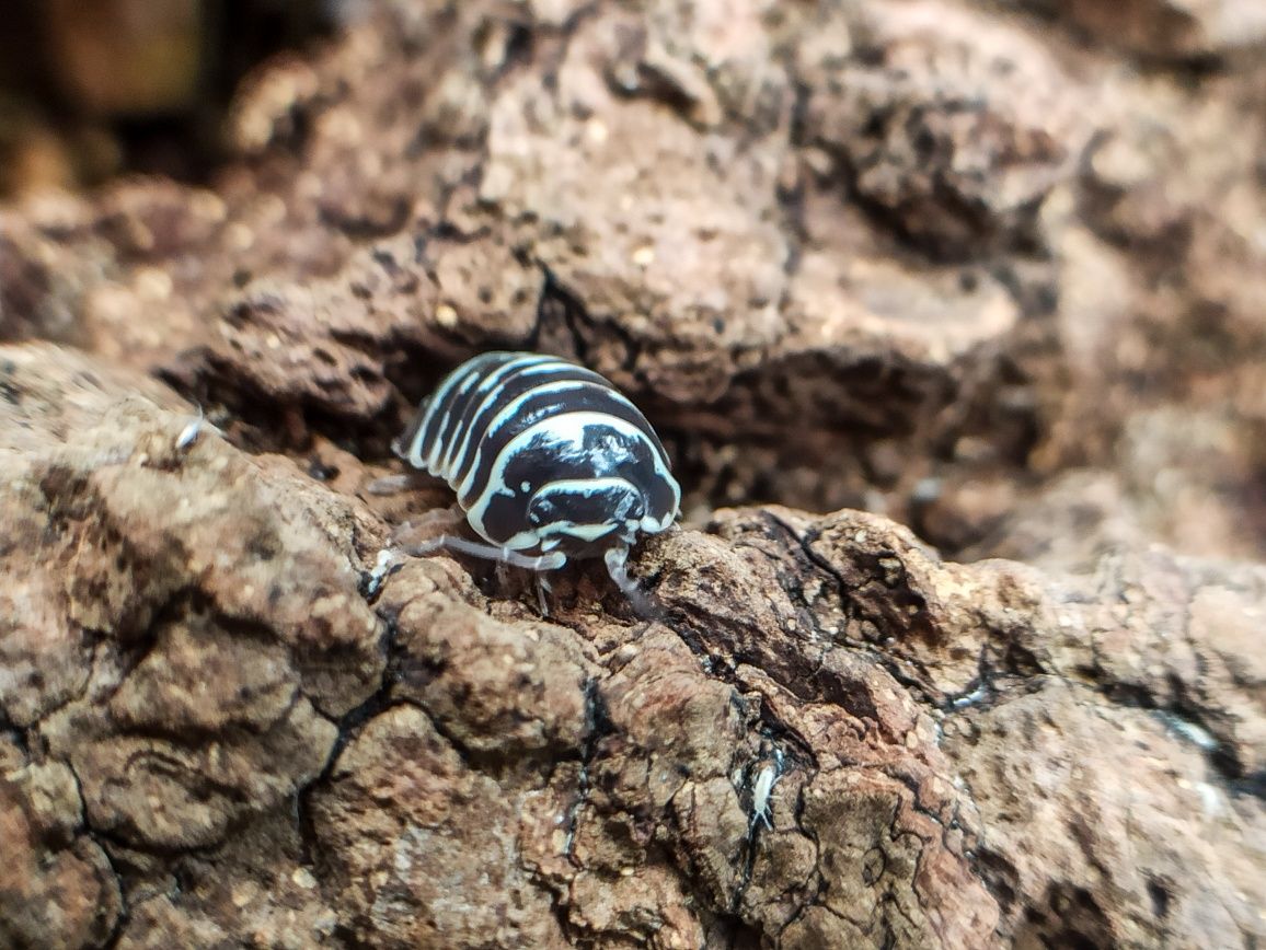 Armadillidium maculatum ,,zebra,, x10