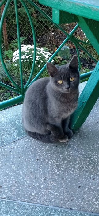 Віддам котиків у добрі руки