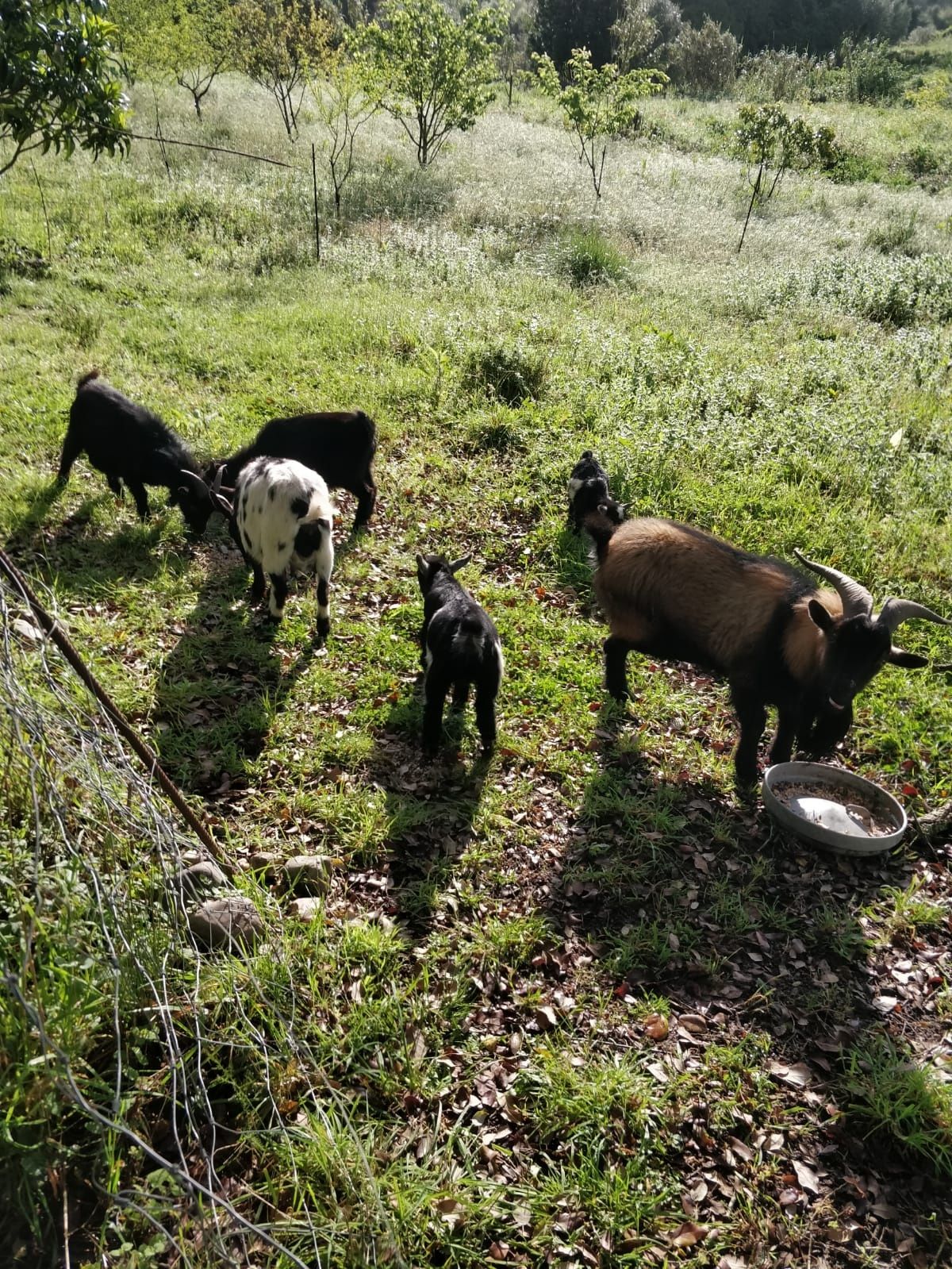 Cabras anãs para a venda ou troca