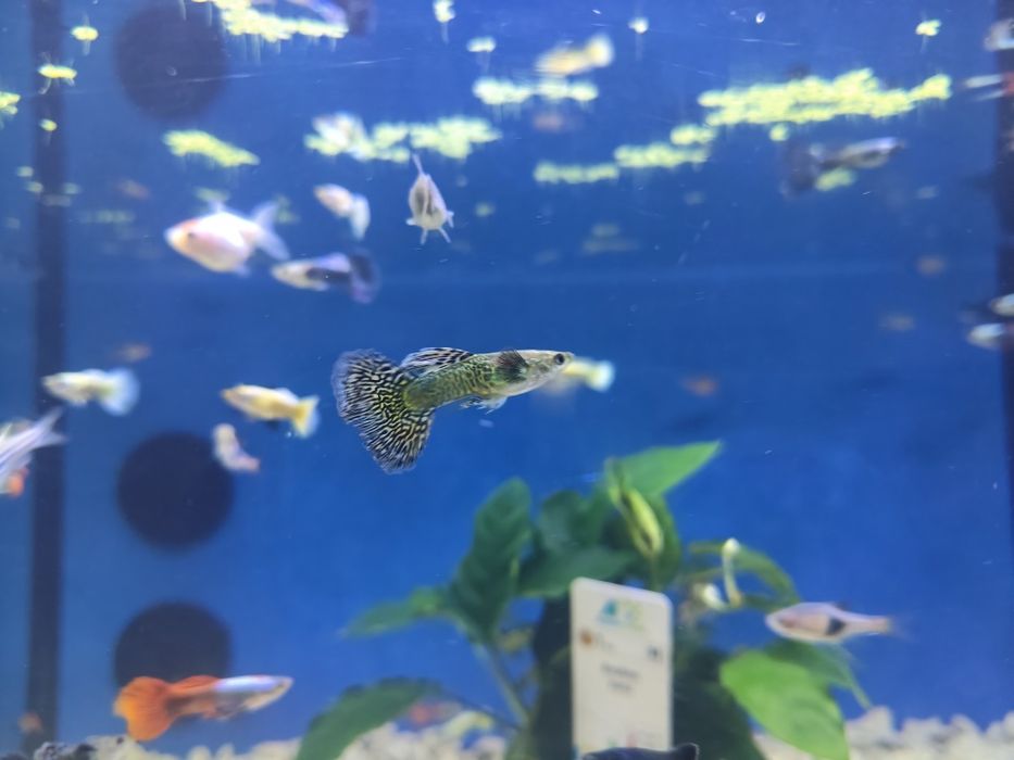 Guppys dumbo cauda vermelha /Metallica Yellow