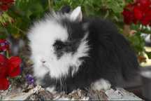 Karzełki teddy / miniaturki / mini / baranek / mini lop / niderlandzki