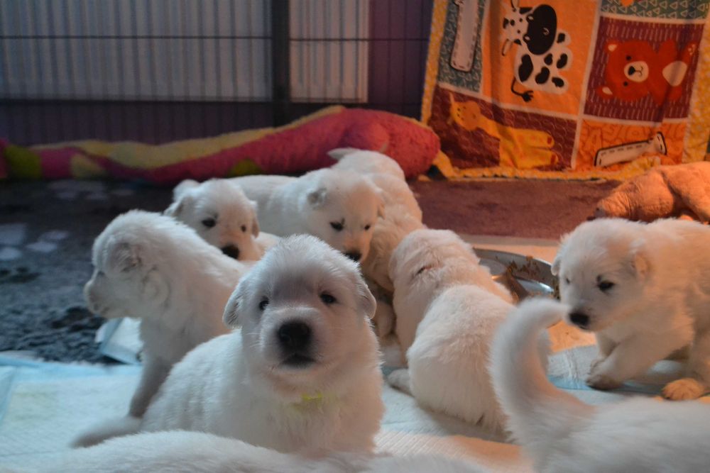 Biały owczarek szwajcarski  suczka od szkoleniowca!