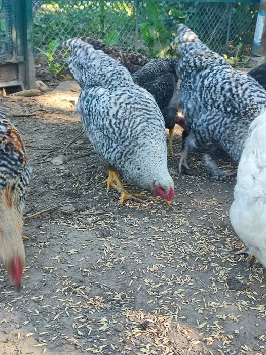 Продам молодих півнів