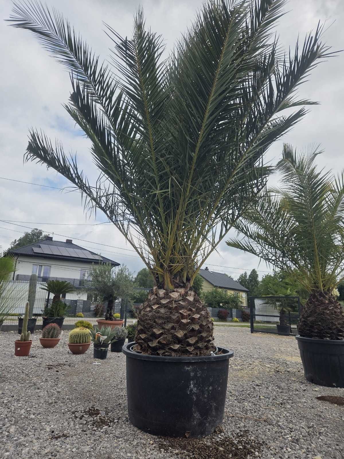 Phoenix Canariensis – Palma Królewska – Daktylowiec Kanaryjski