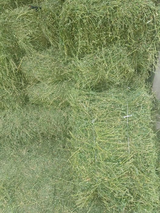 Продам тюки люцерни та соломи
