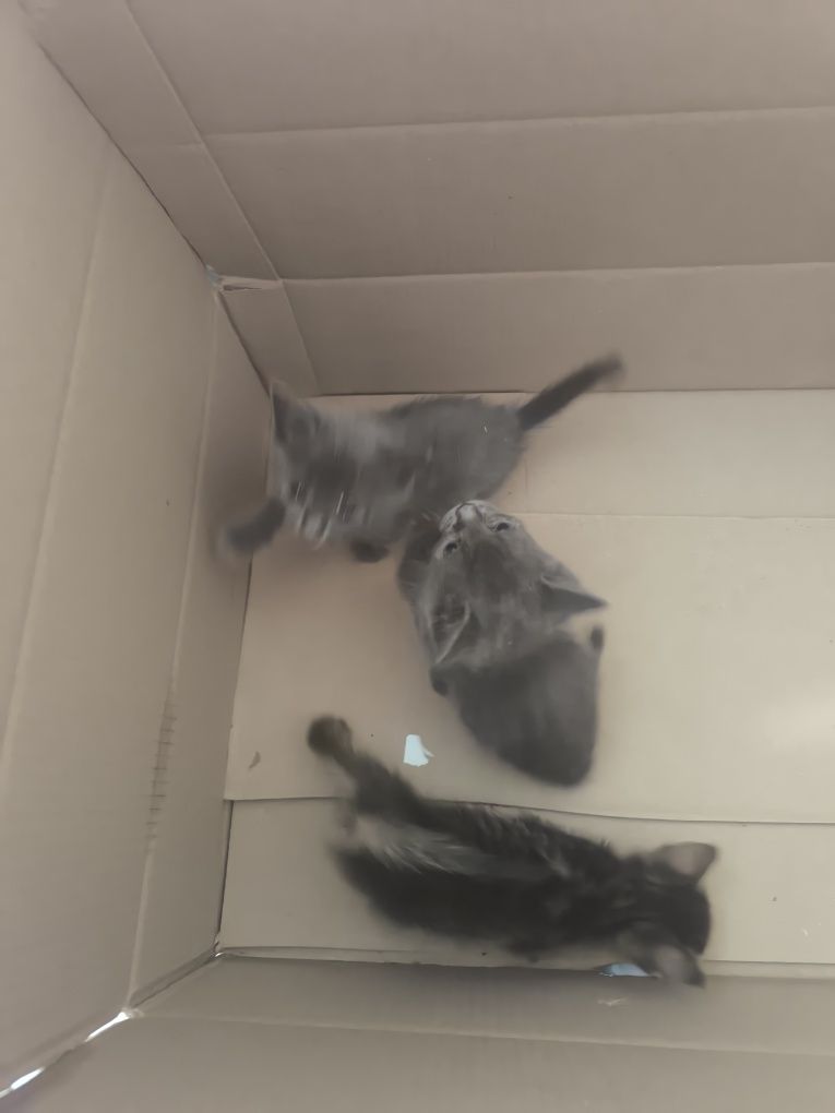 Віддам котиків в хароші руки