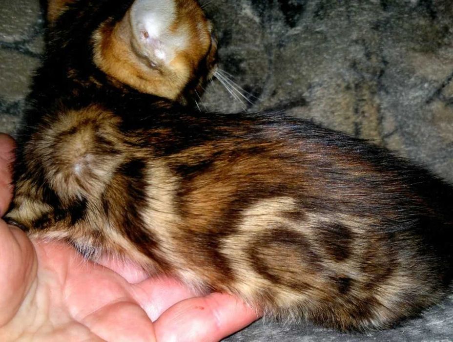 Торг є! Бенгальський хлопчик в золотому BENn24