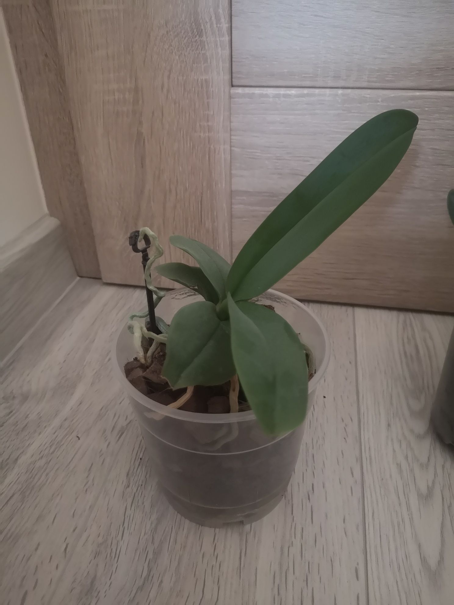 Storczyk orchidea
