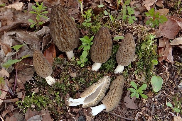 Smardze suszone (morchella conica) 50g.