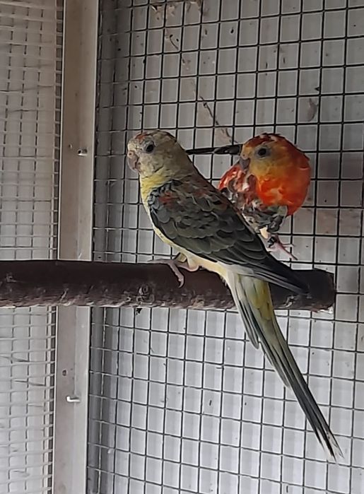 Casais Red rumped