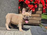 Buldog Francuski piękny piesek