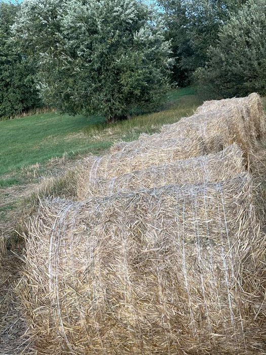 Sprzedam słomę z 29.08.2025