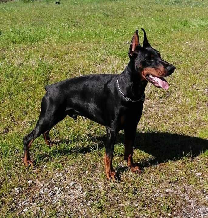 Dobermann descendente de campeões do mundo