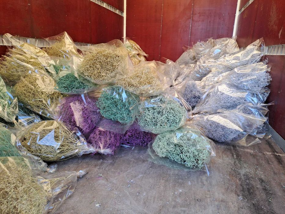 Limonium kolorowe i białe  zatrwian szerokolistny