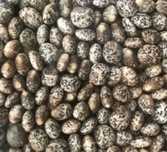 Tremocilha Biológica