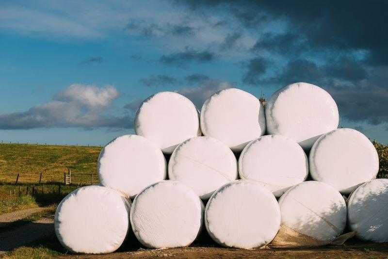 bele sianokiszona dla bydla krow bykow jalowek