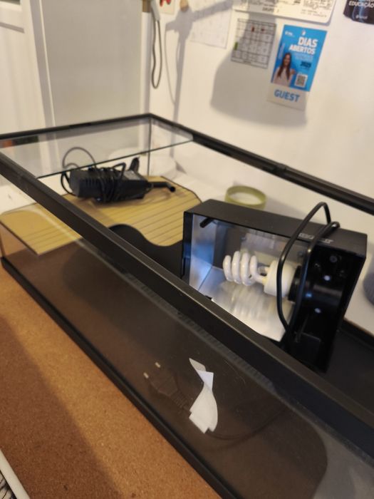 Pack inicial de tartarugas