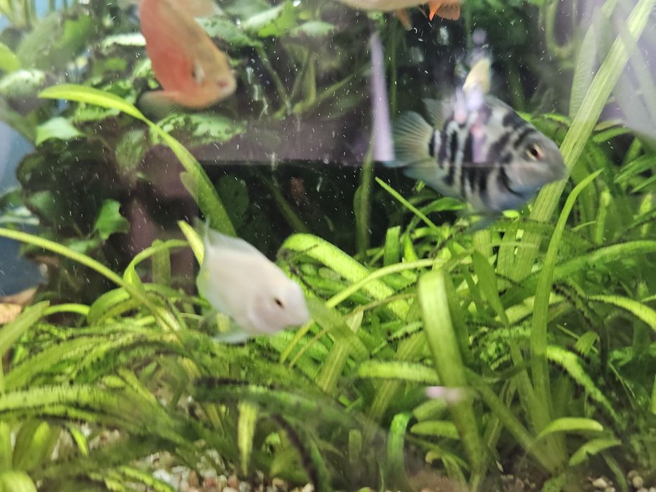 Pielegnica papuzia blue tiger młode.