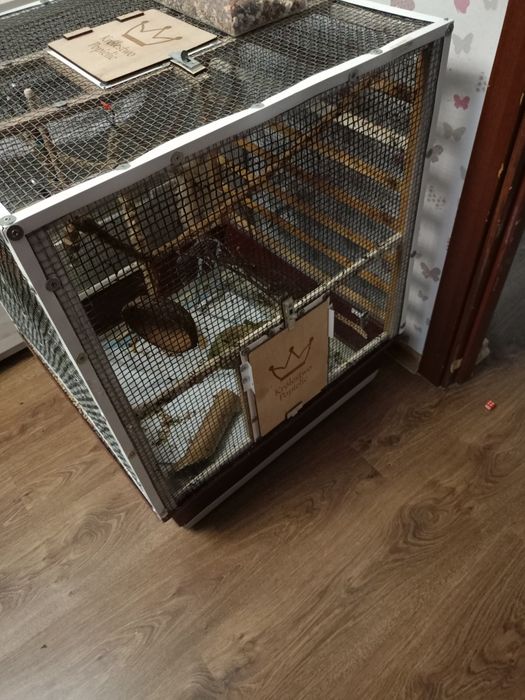 Popielice afrykańskie z klatką