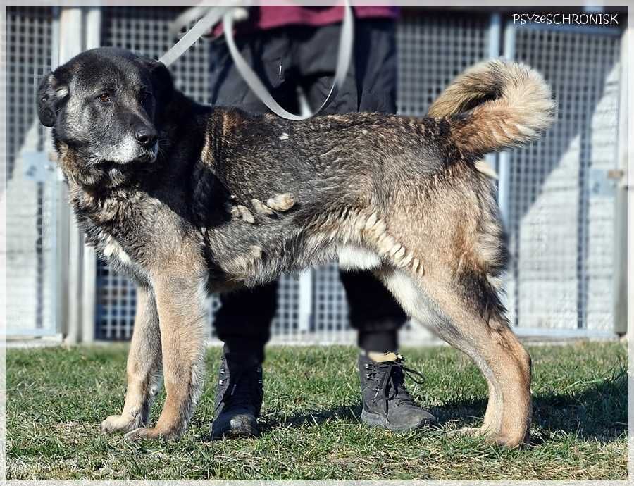 Haps – wielkopies z charakterem – lubi ludzi, potrzebuje przestrzeni