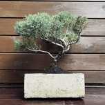 Bonsai z jałowca w ręcznie wykonanej betonowej donicy