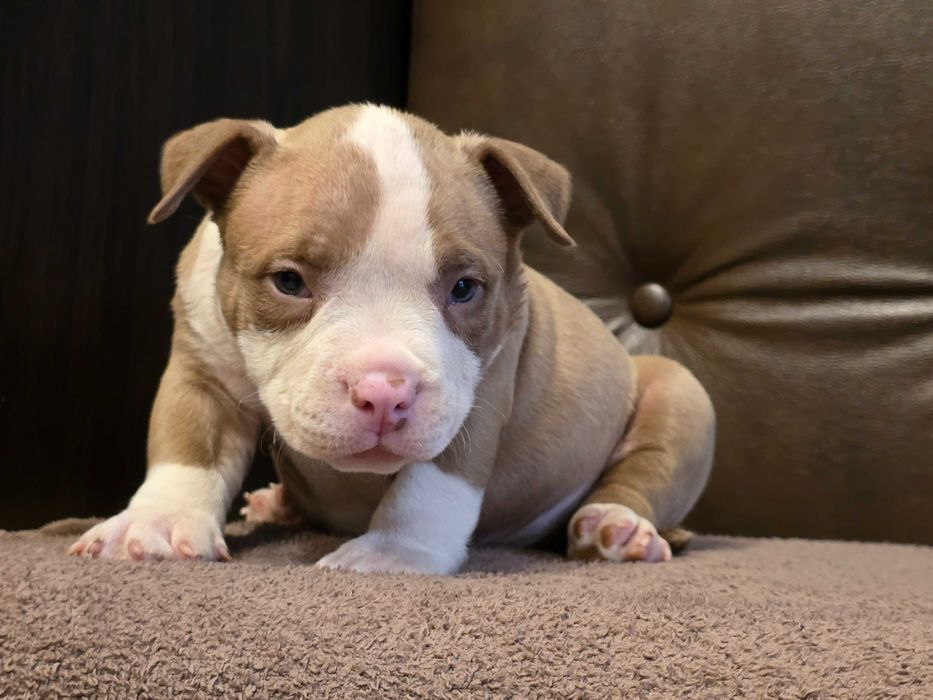 American Bully Pocket  ABKC wnuk Kimbo!