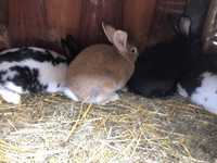 Młode króliki-smiczki