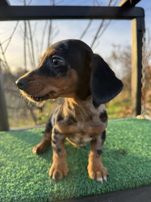 Jamnik króliczy/ miniatura suczka