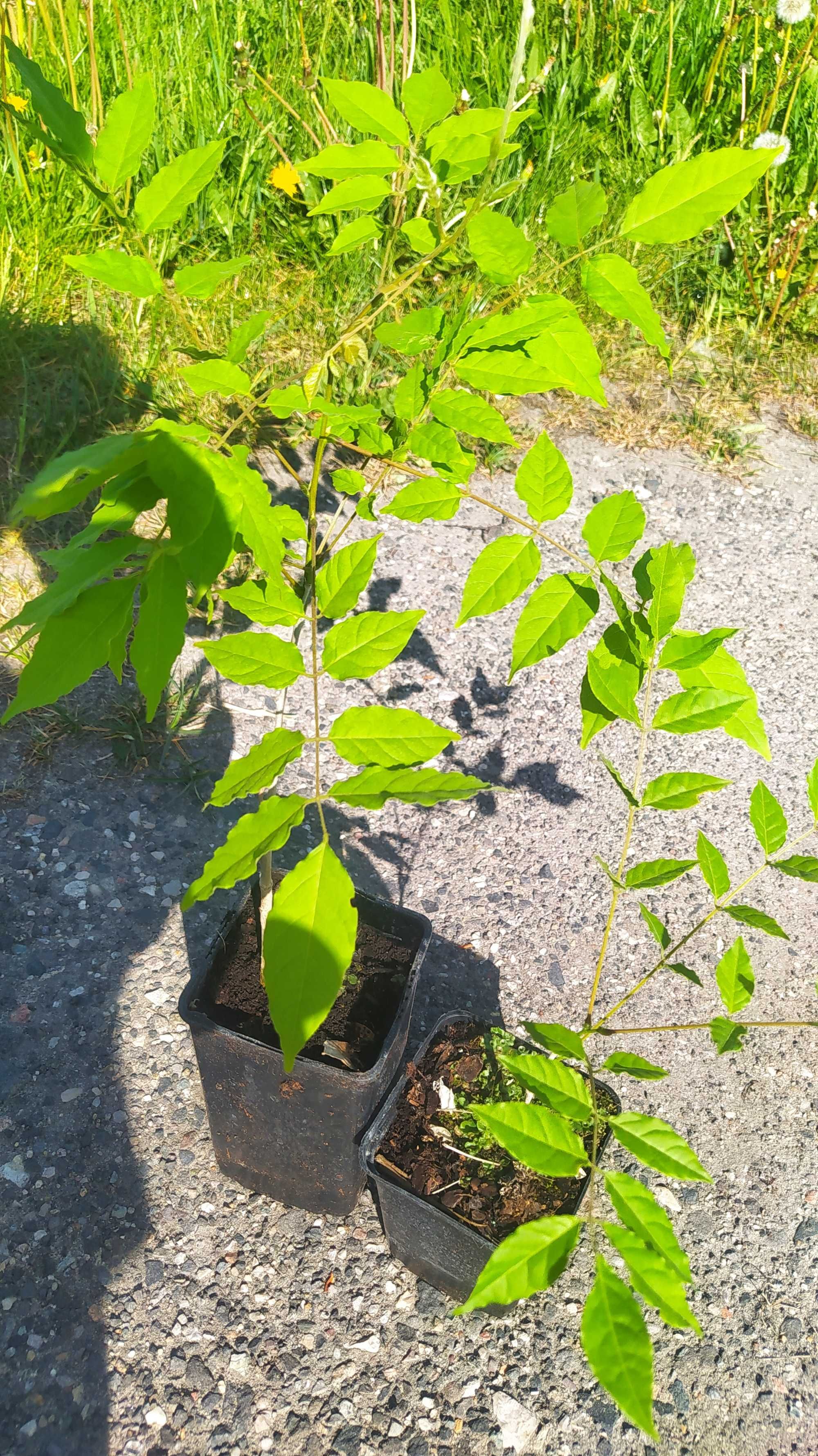 Tanio wisteria glicynia doniczka