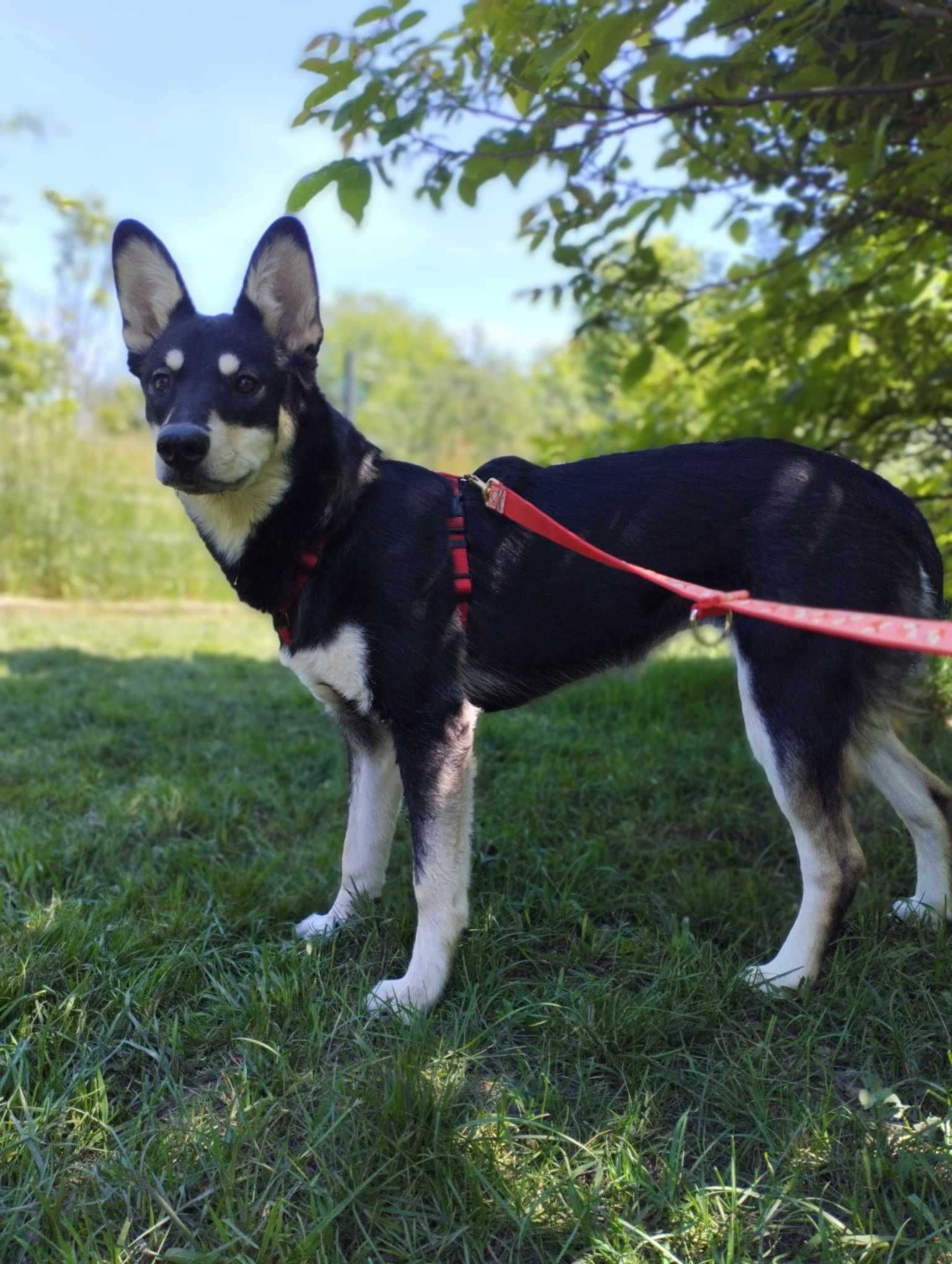 Półroczna suczka mix husky szuka domu