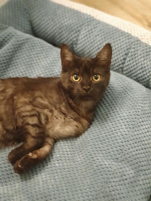 Прилаштовується киця