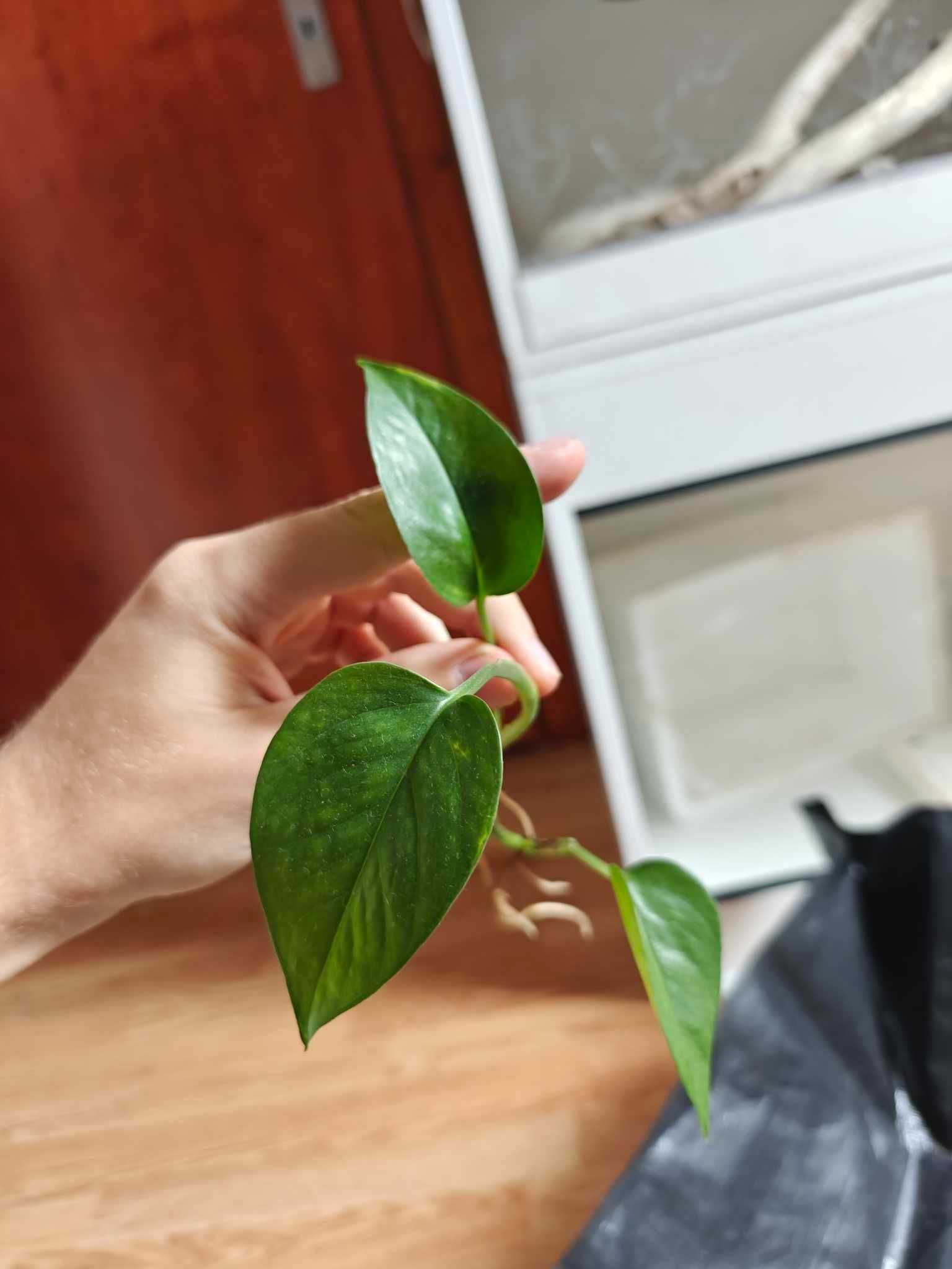 Epipremnum Aureum zestaw 5 + 1 gratis