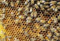 pszczoły na ramce wielkopolskiej