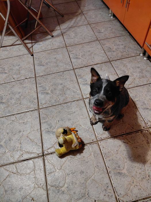 Suczka Australian Cattle Dog