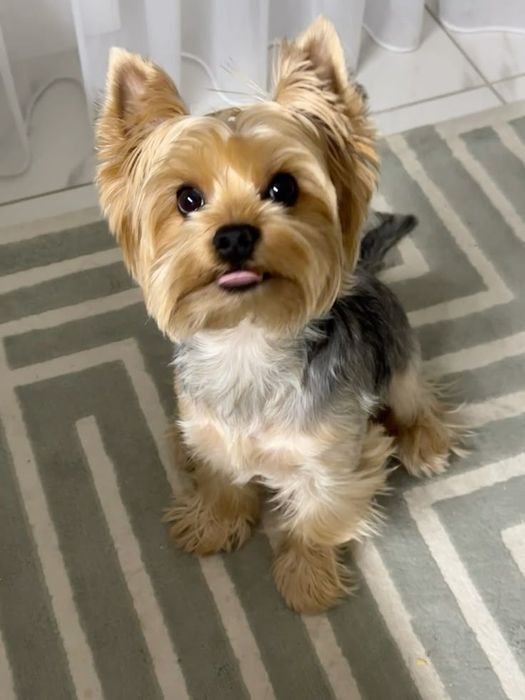 Вигул собак Полтава