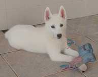 Husky Siberiano Lop 'Dreamersoul'