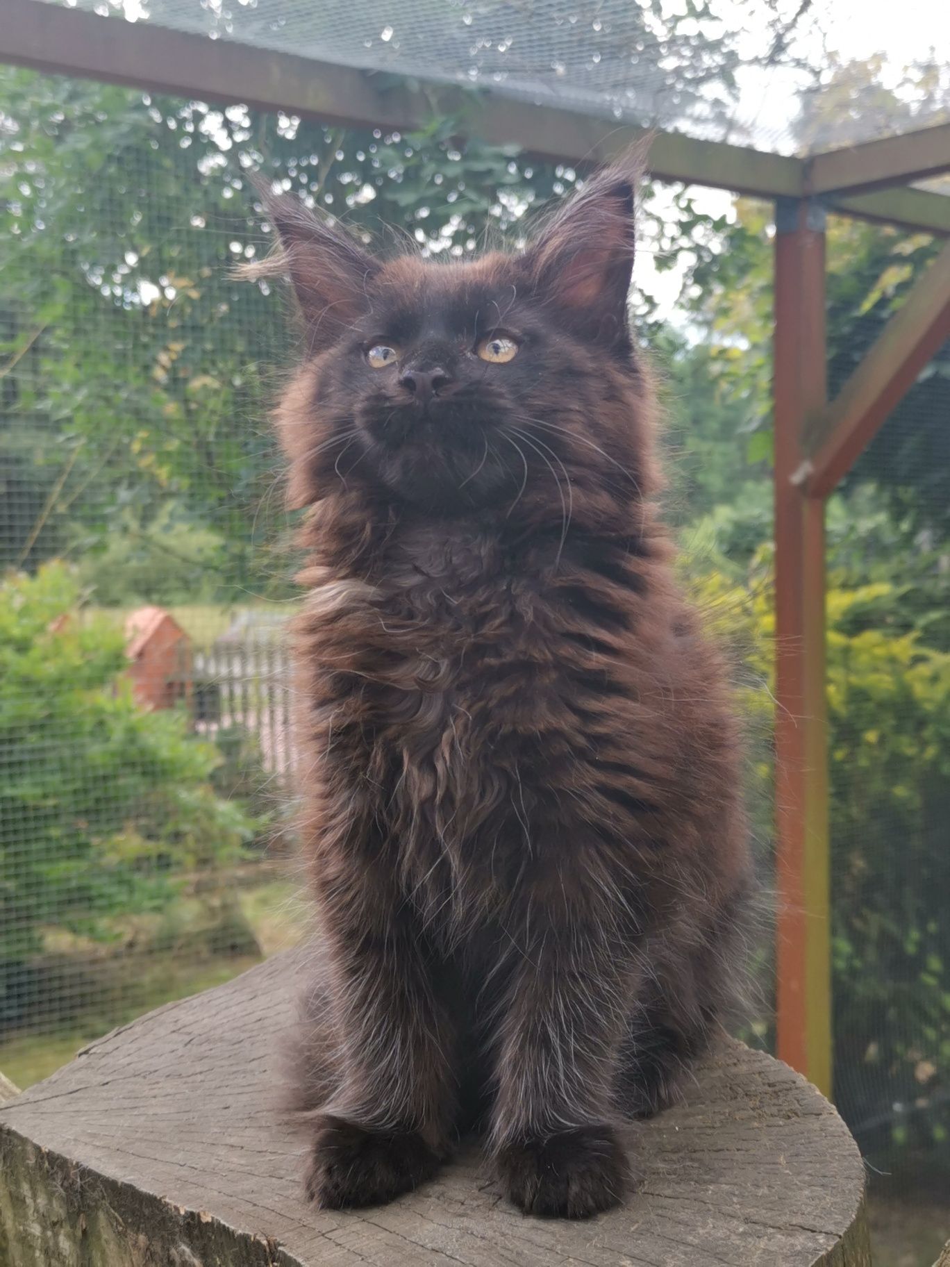 Kocurek Maine Coon