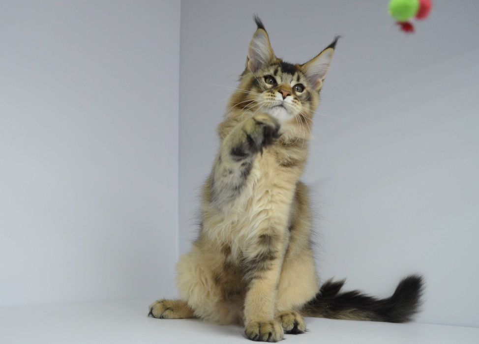 Мейн кун. Мальчик Neo 3мес.