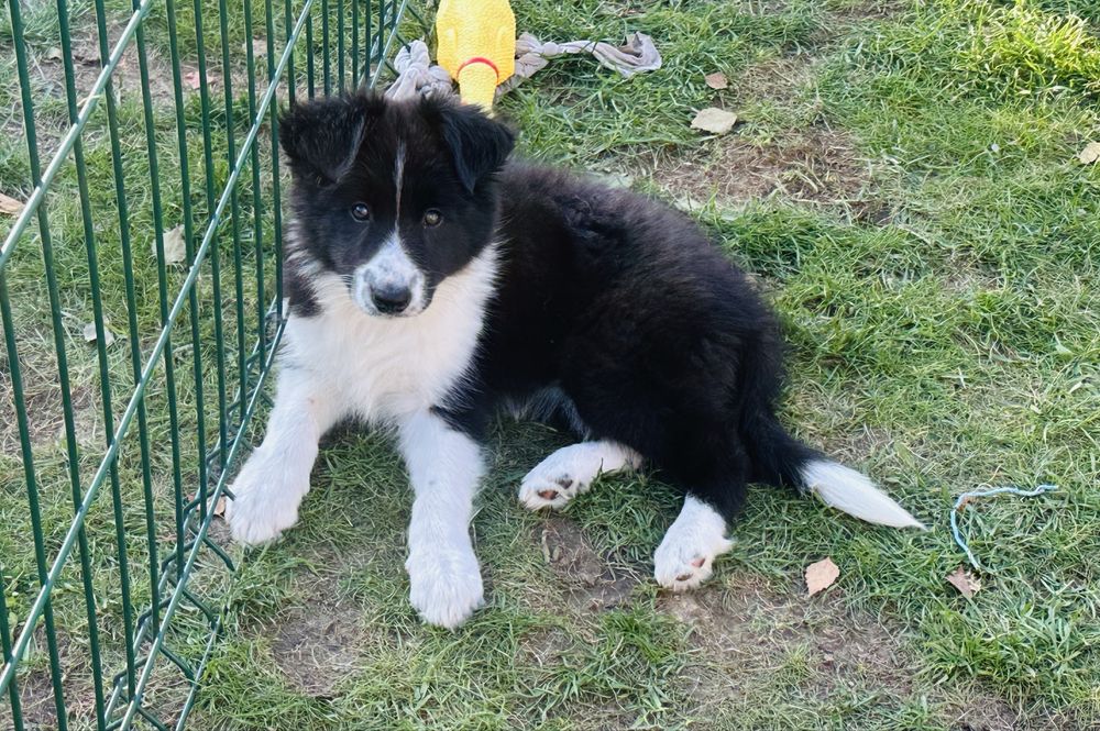 Border collie- ZKwP/FCI