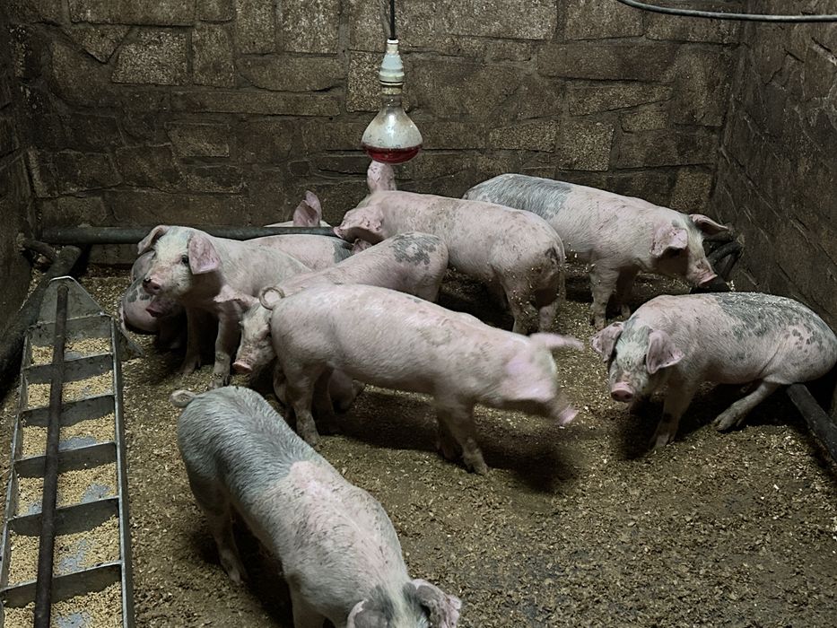 Leitoes bisaros ideal para assar ou criar