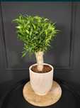 ROŚNIE Ficus benjamina Natasja