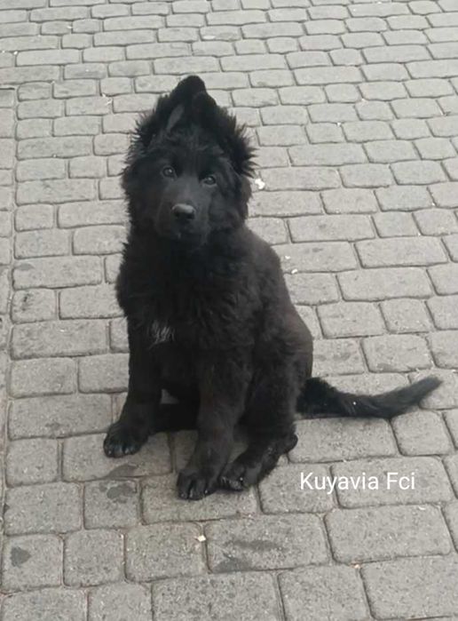 szczeniak owczarek niemiecki długowłosy ZKWP Fci
