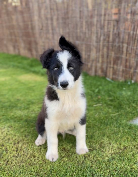 Szczeniak Border Collie piesek