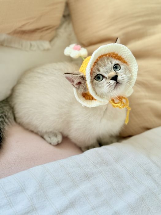 Хлопчик Манчкин