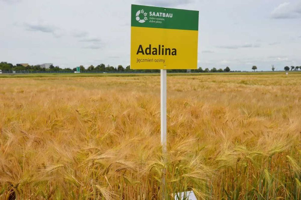 ADALINA - Pewny jęczmień Ozimy